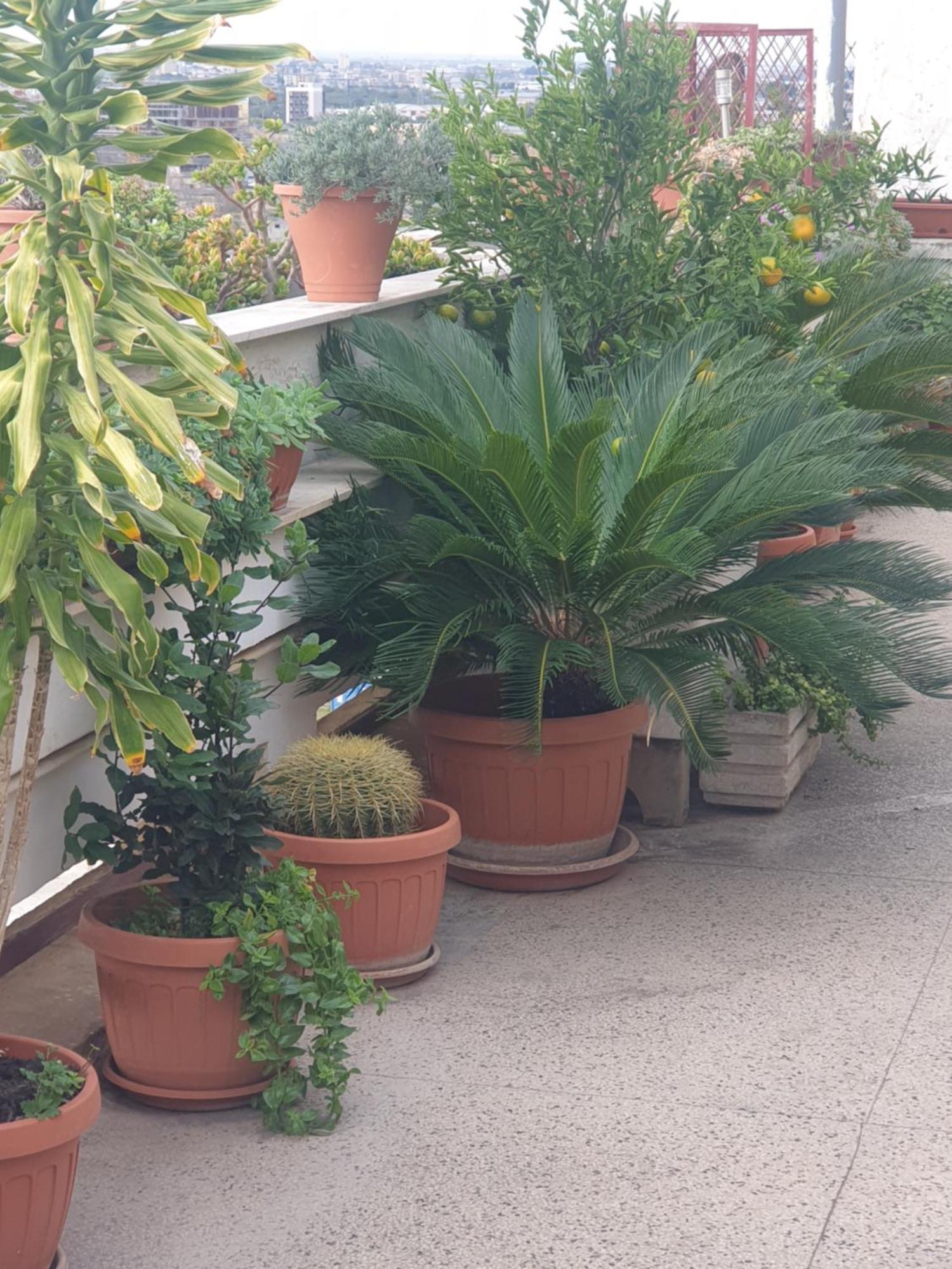 B&B Ganaj La Terrazza Di Ganaj Bari Dış mekan fotoğraf