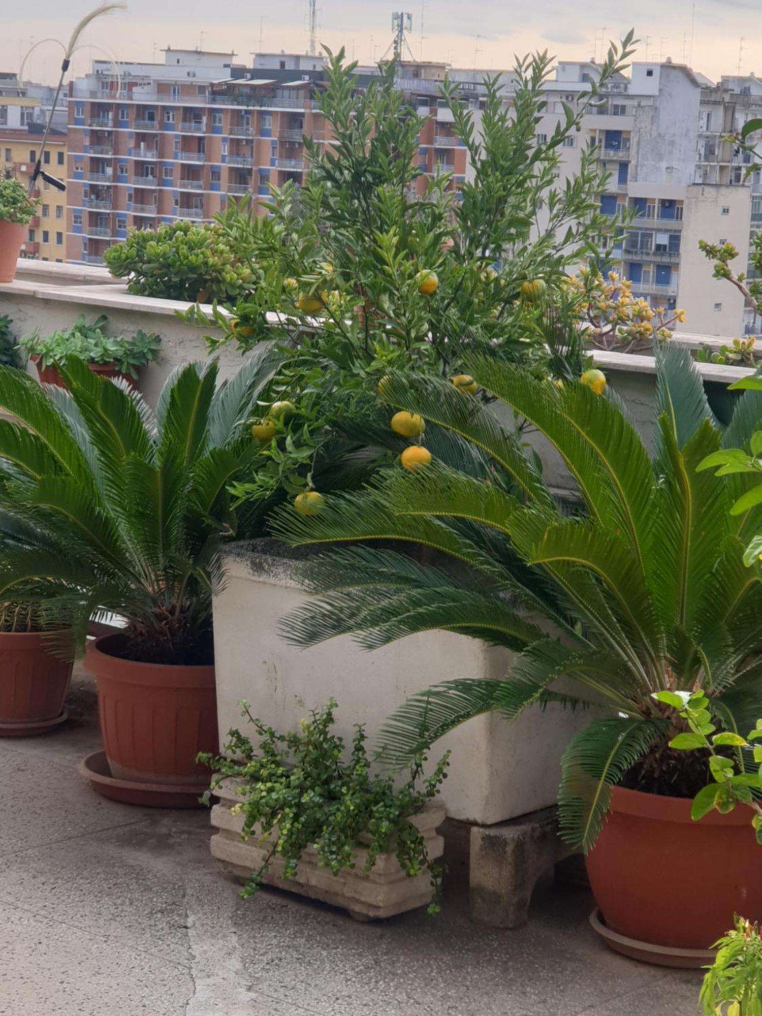 B&B Ganaj La Terrazza Di Ganaj Bari Dış mekan fotoğraf